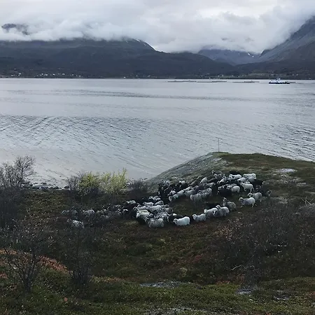 Kjelkebakken Gard ファームステイ Lyngseidet